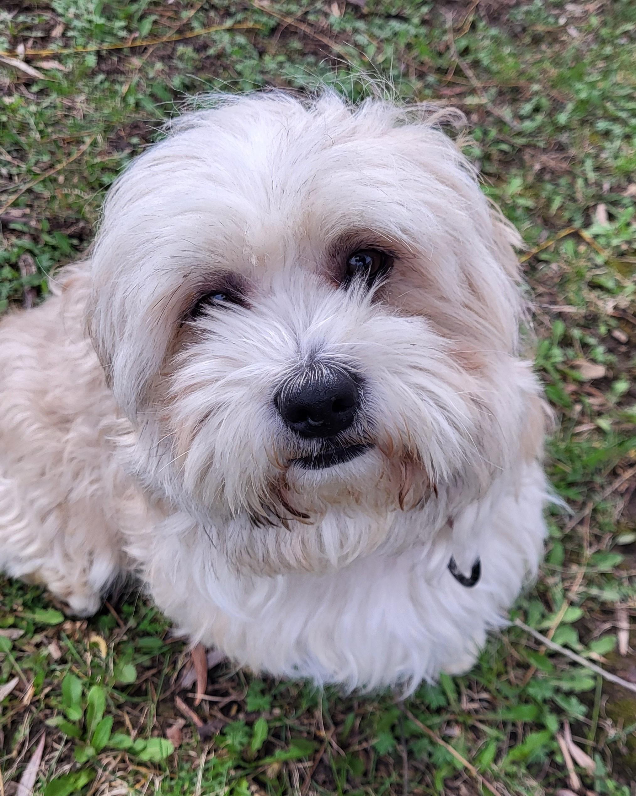 Enlarge Kazooie, an adopted mixed breed in Grayslake, IL image 3/4