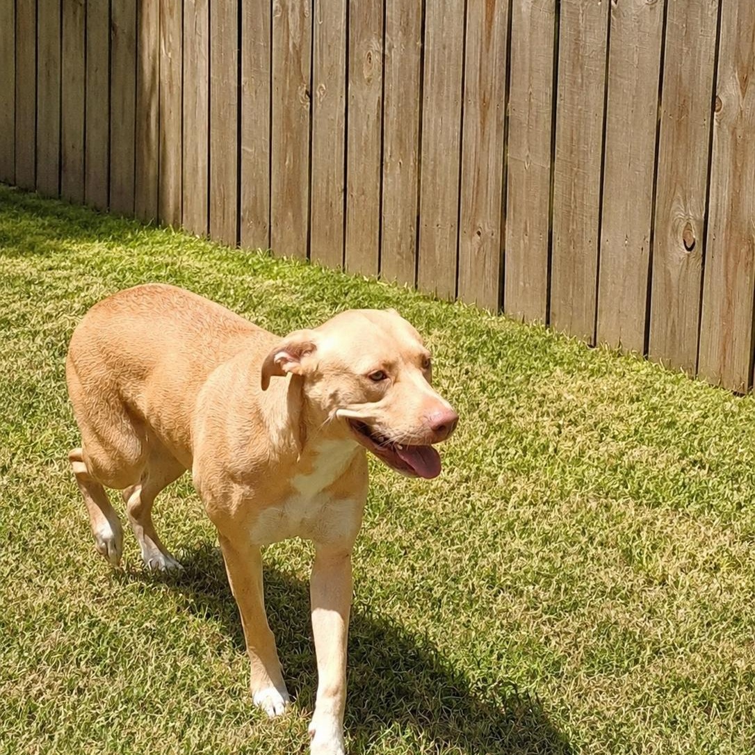 Enlarge Goldie, a Adoptable mixed breed in Austin, TX image 2/4