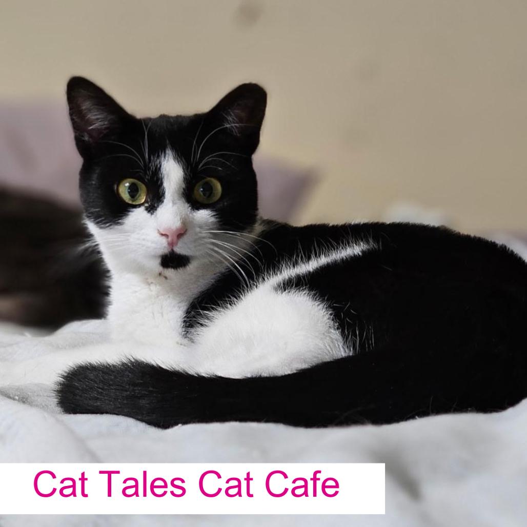 Katniss, Adoptable, Young Female Domestic Short Hair.