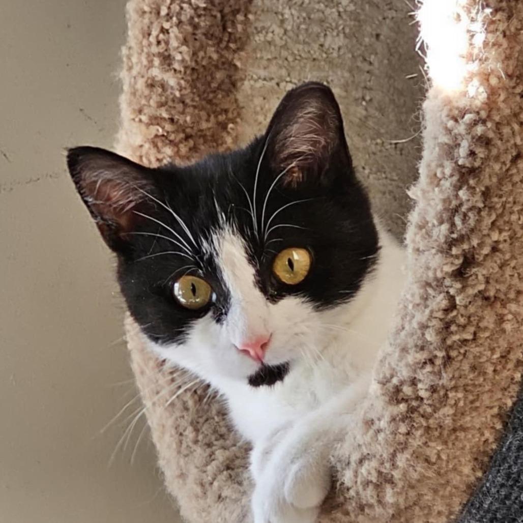 Katniss, a Adoptable Domestic Short Hair in Chapel Hill, NC image 2/5