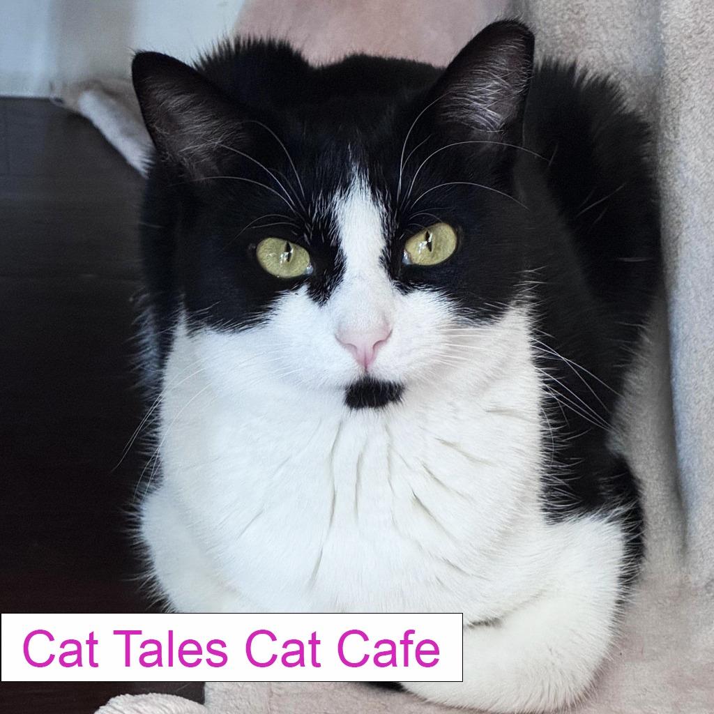 Katniss, a Adoptable Domestic Short Hair in Chapel Hill, NC image 3/5