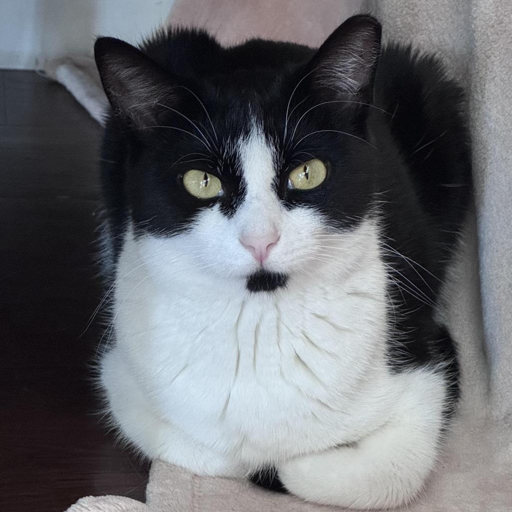 Katniss, a Adoptable Domestic Short Hair in Chapel Hill, NC image 4/5