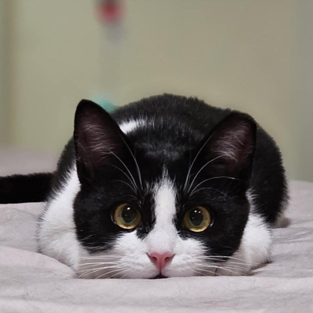 Katniss, a Adoptable Domestic Short Hair in Chapel Hill, NC image 5/5