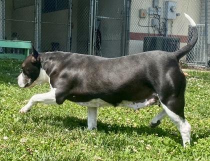 Sonya, a ADOPTABLE Pit Bull Terrier in Glasgow, KY image 2/2