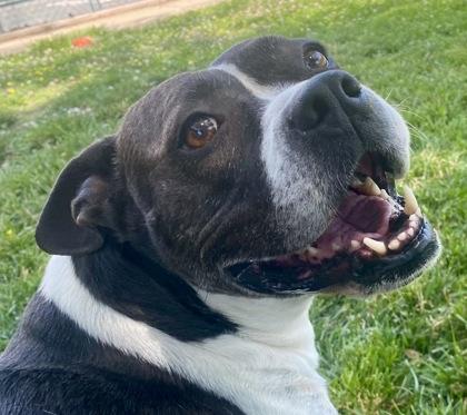 Sonya, a ADOPTABLE Pit Bull Terrier in Glasgow, KY image 1/2