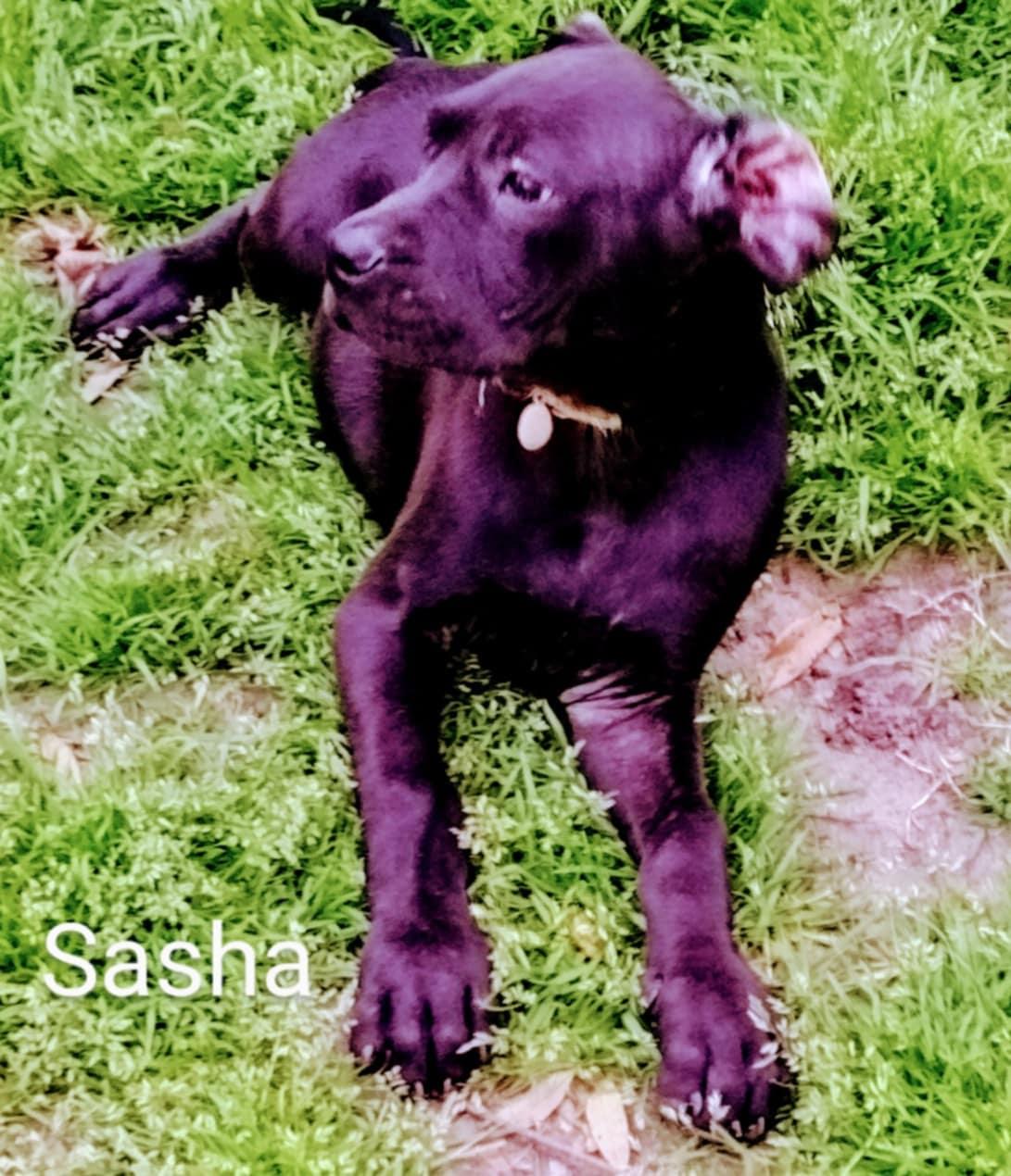 Sasha, Young Female unknown