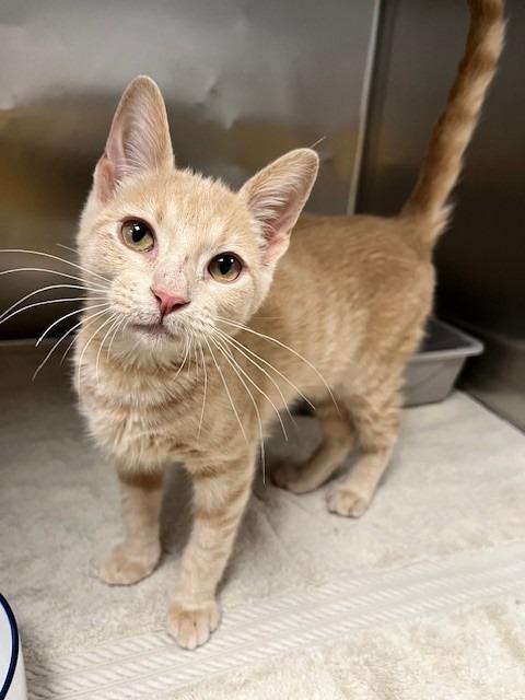 Dick Van Dyke — thumbnail 2