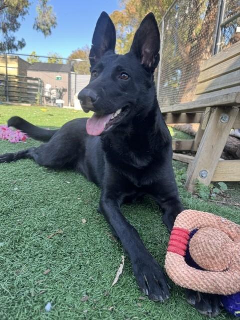 KONA, Adoptable, Adult Female Belgian Shepherd / Malinois & German Shepherd Dog.