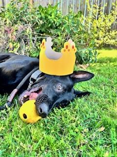 KONA, Adoptable, Young Female Belgian Shepherd / Malinois & German Shepherd Dog.