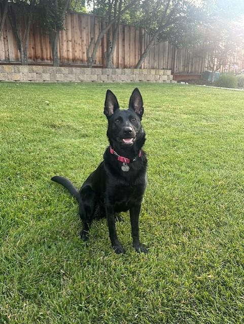 Enlarge KONA, a Adoptable mixed breed in Fremont, CA image 1/1