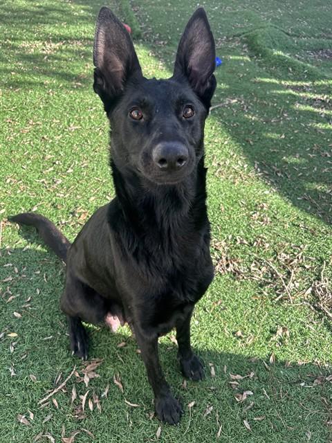 KONA, Adoptable, Young Female Belgian Shepherd / Malinois & German Shepherd Dog.