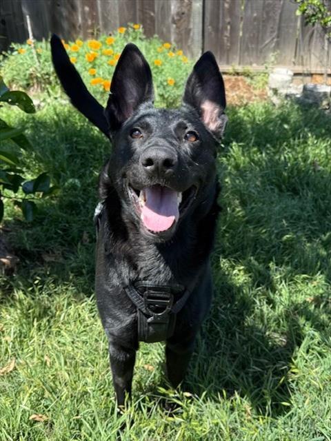 KONA, Adoptable, Young Female Belgian Shepherd / Malinois & German Shepherd Dog.