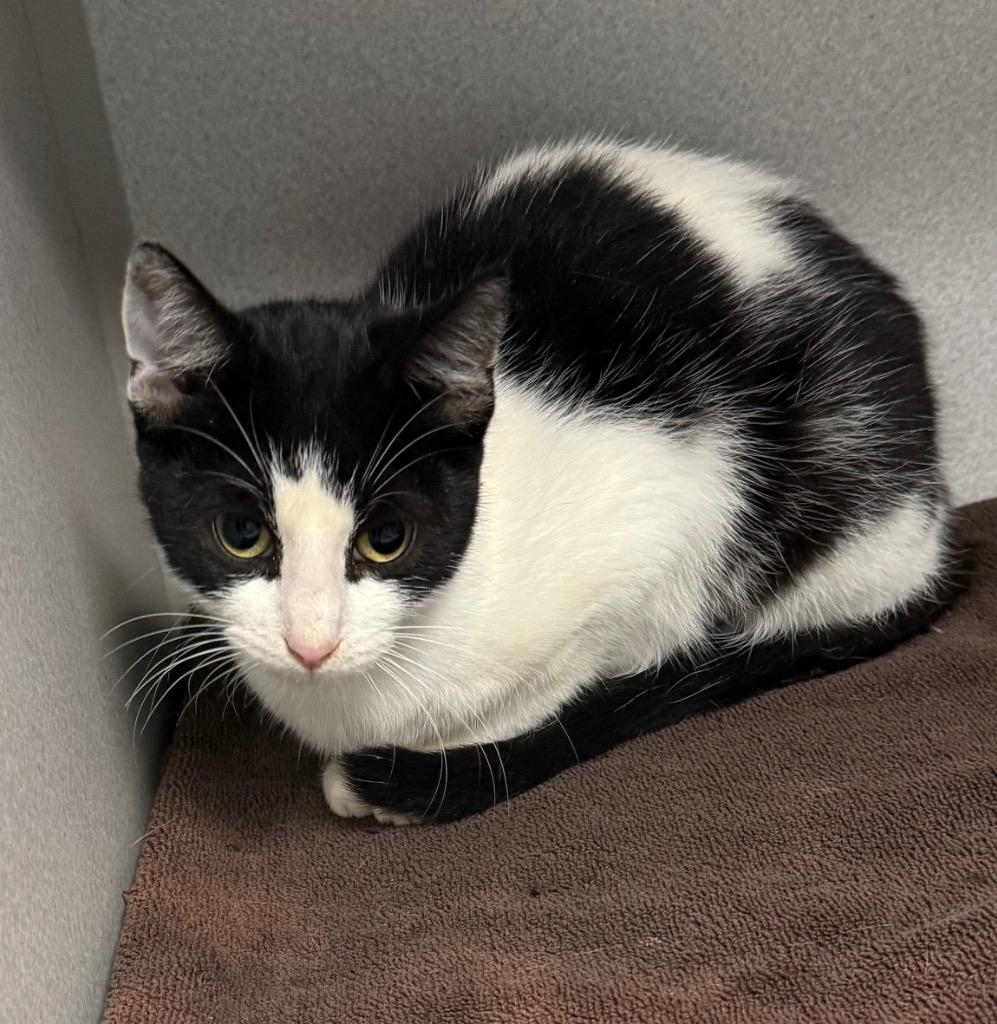 Aster, Adoptable, Adult Female Domestic Short Hair.