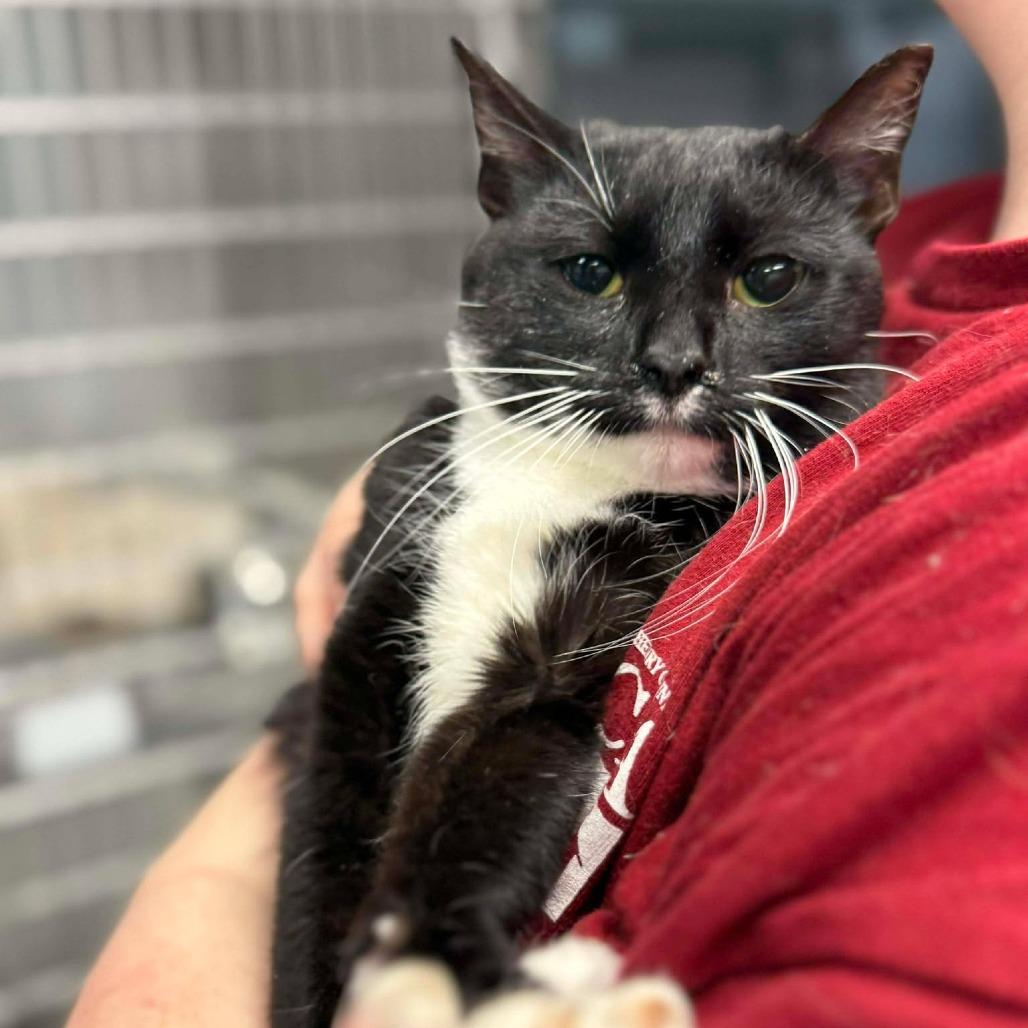 Dunkaroo, Adoptable, Young Female Domestic Short Hair.