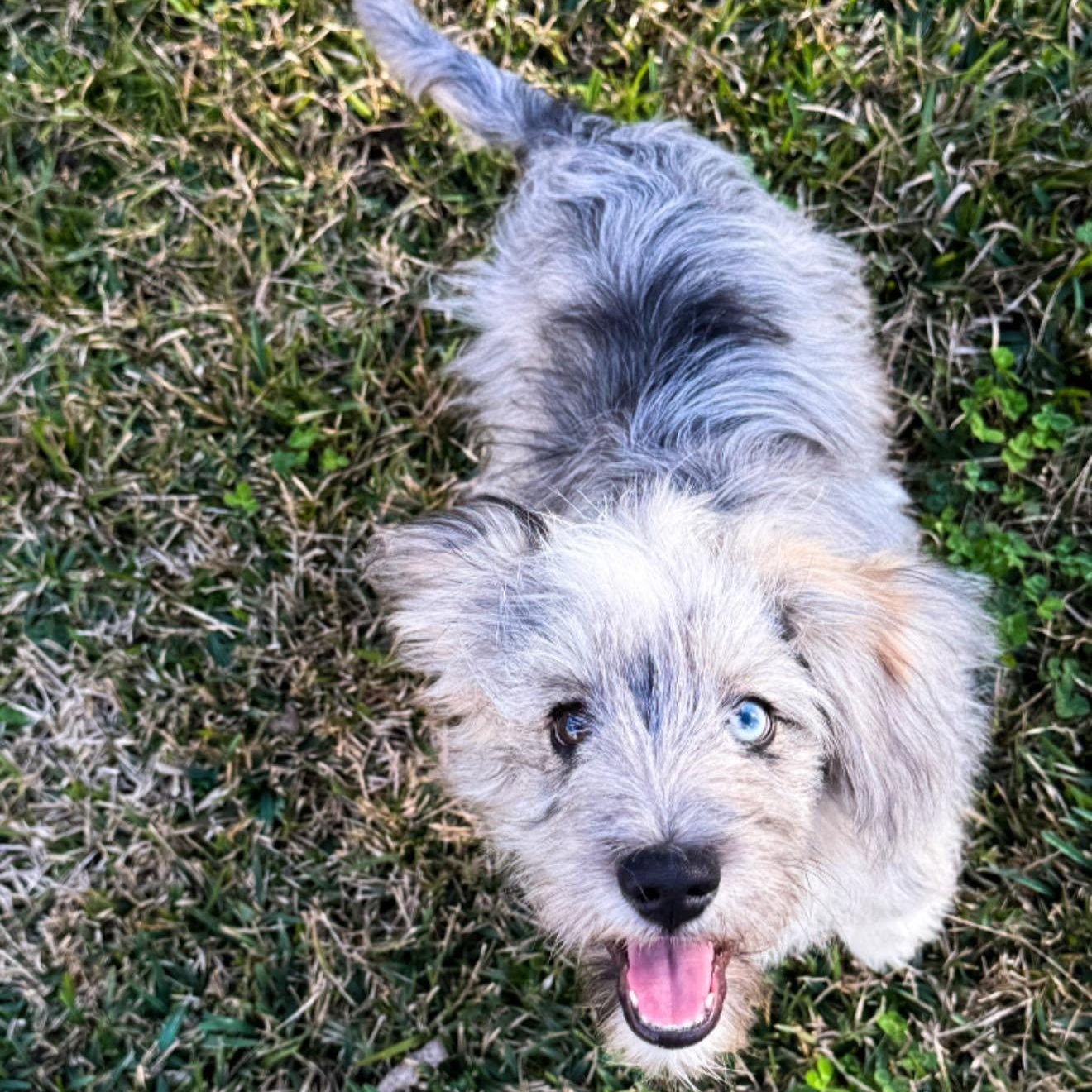 Enlarge Sully, a Adoptable mixed breed in Tylertown, MS image 1/1
