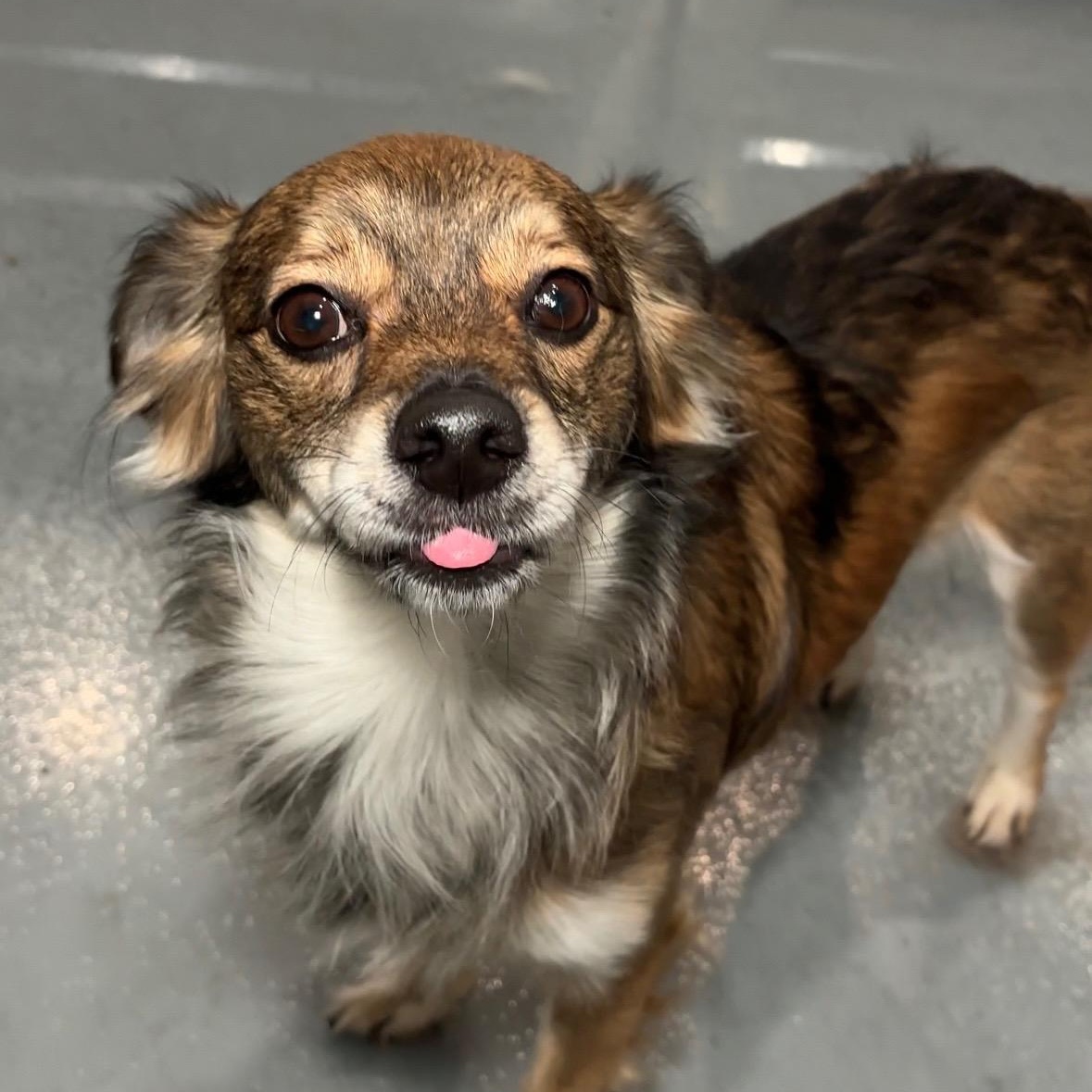 Max, a ADOPTABLE Chihuahua in Los Angeles, CA image 2/3