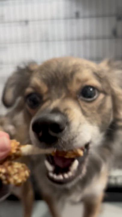 Enlarge Max, a ADOPTABLE Chihuahua in Los Angeles, CA video 3/3