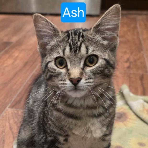 Ash, Adoptable, Young Female Domestic Short Hair.