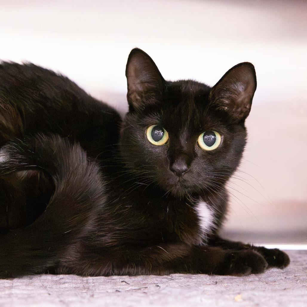 Honeybun, Adoptable, Adult Female Domestic Short Hair.