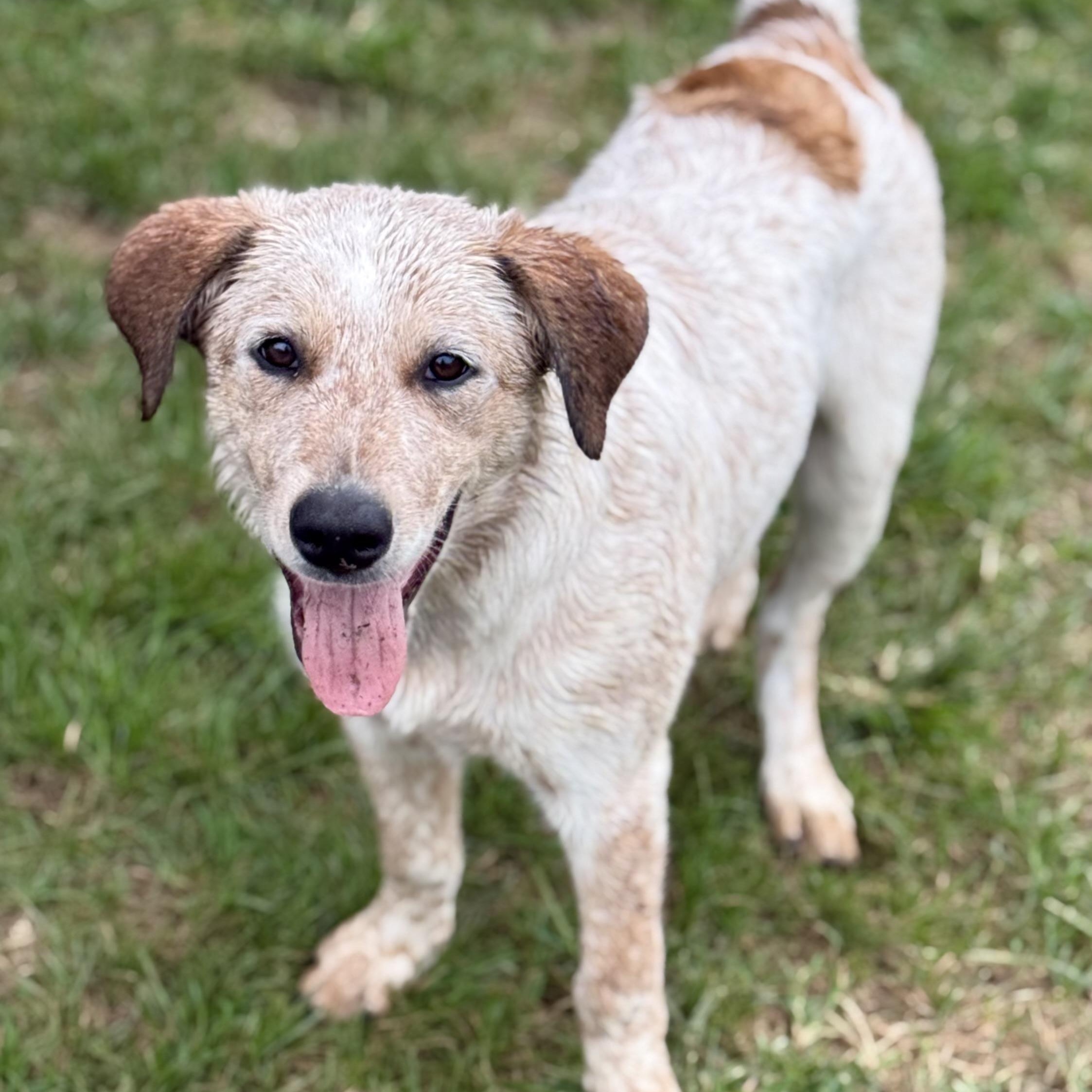 Enlarge Biscuit - DNA results are in, a Adoptable mixed breed in Glenolden, PA image 1/6