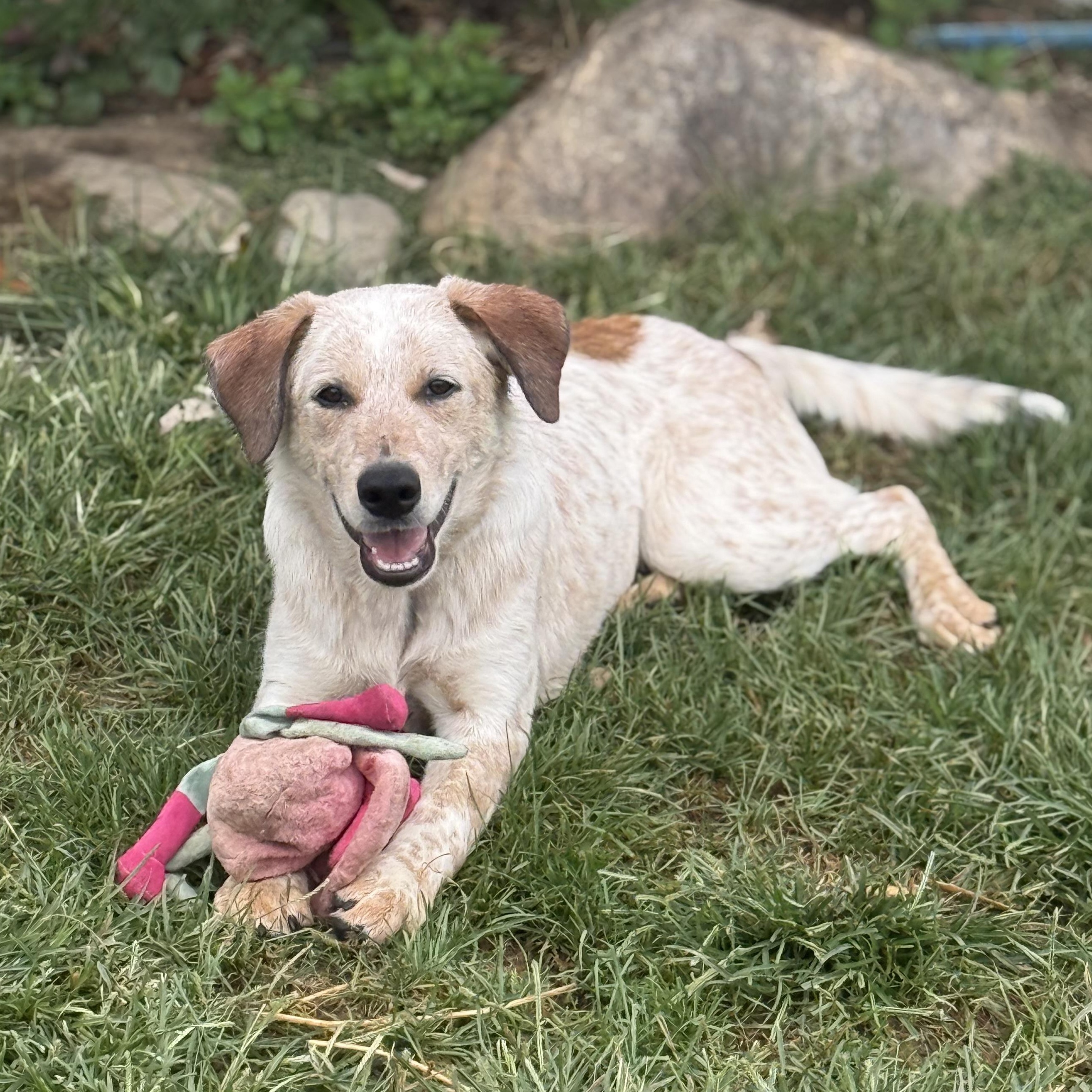 Enlarge Biscuit - DNA results are in, a Adoptable mixed breed in Glenolden, PA image 4/6
