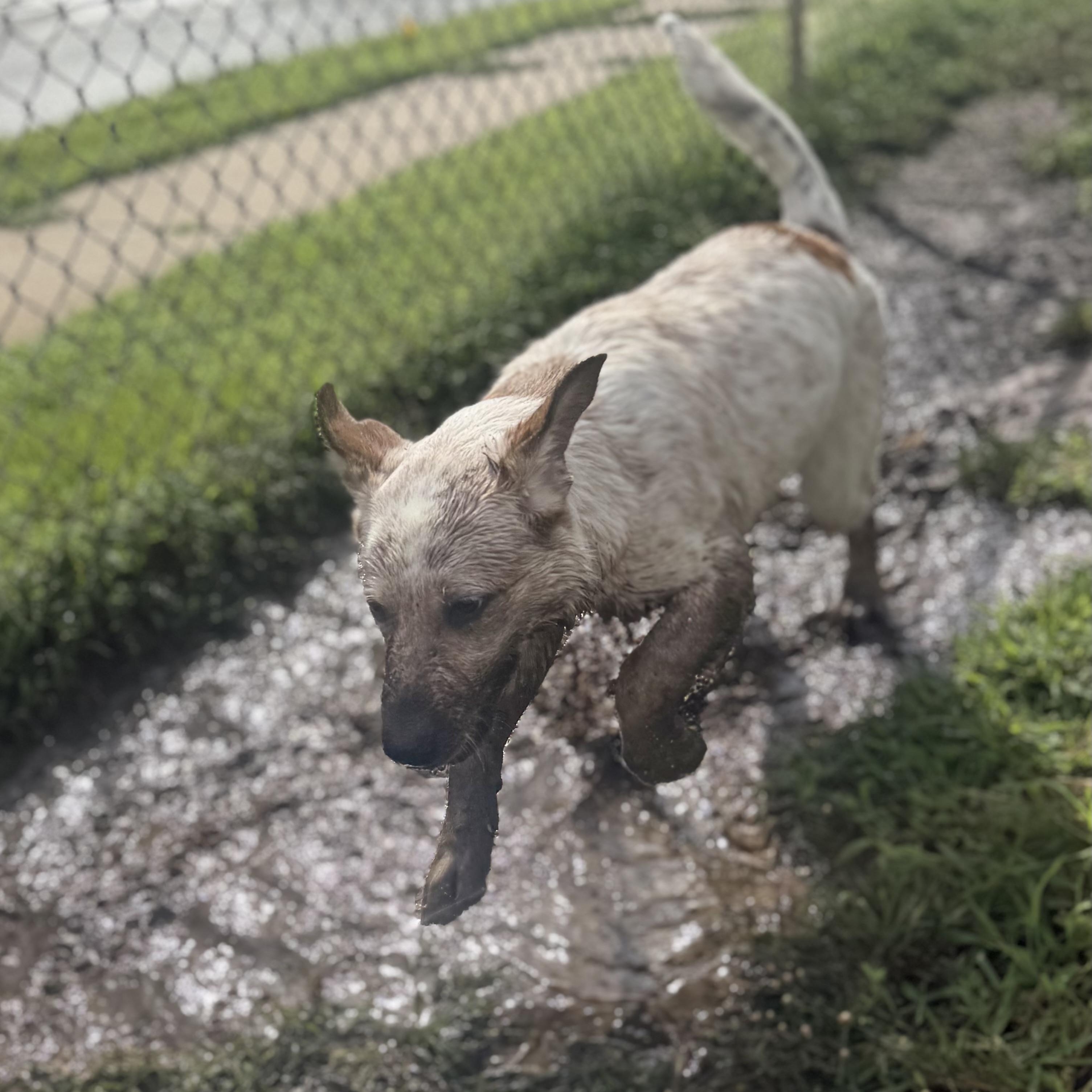 Enlarge Biscuit - DNA results are in, a Adoptable mixed breed in Glenolden, PA image 6/6