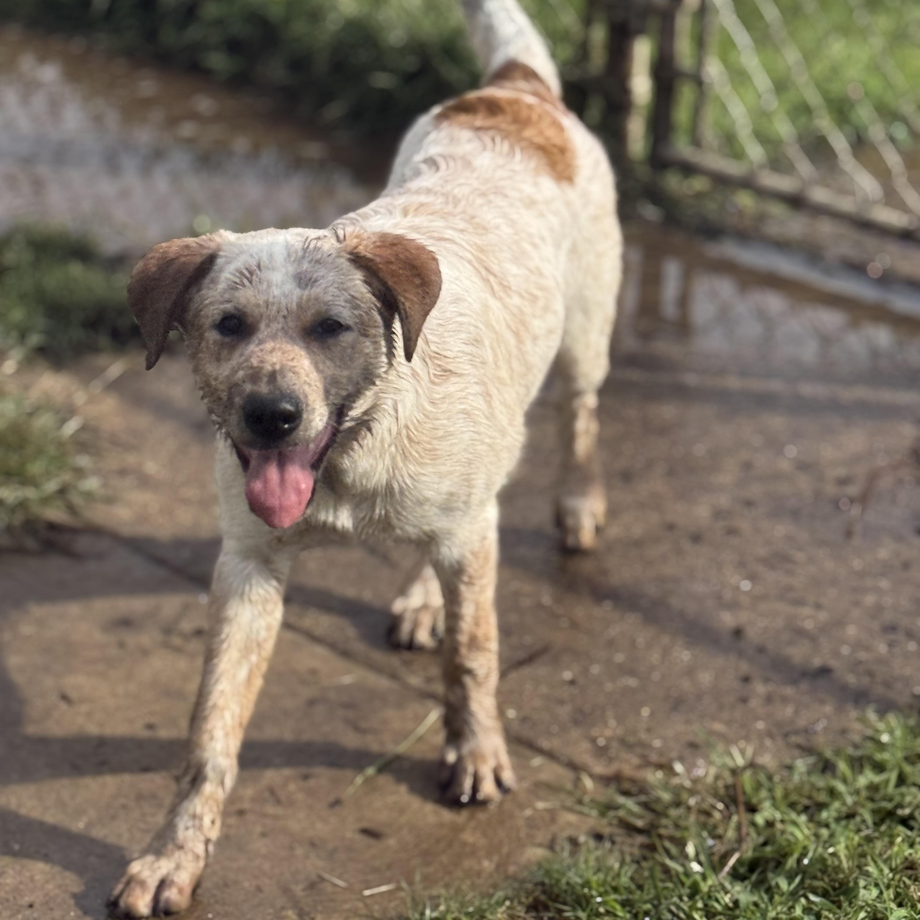 Enlarge Biscuit - DNA results are in, a Adoptable mixed breed in Glenolden, PA image 2/6