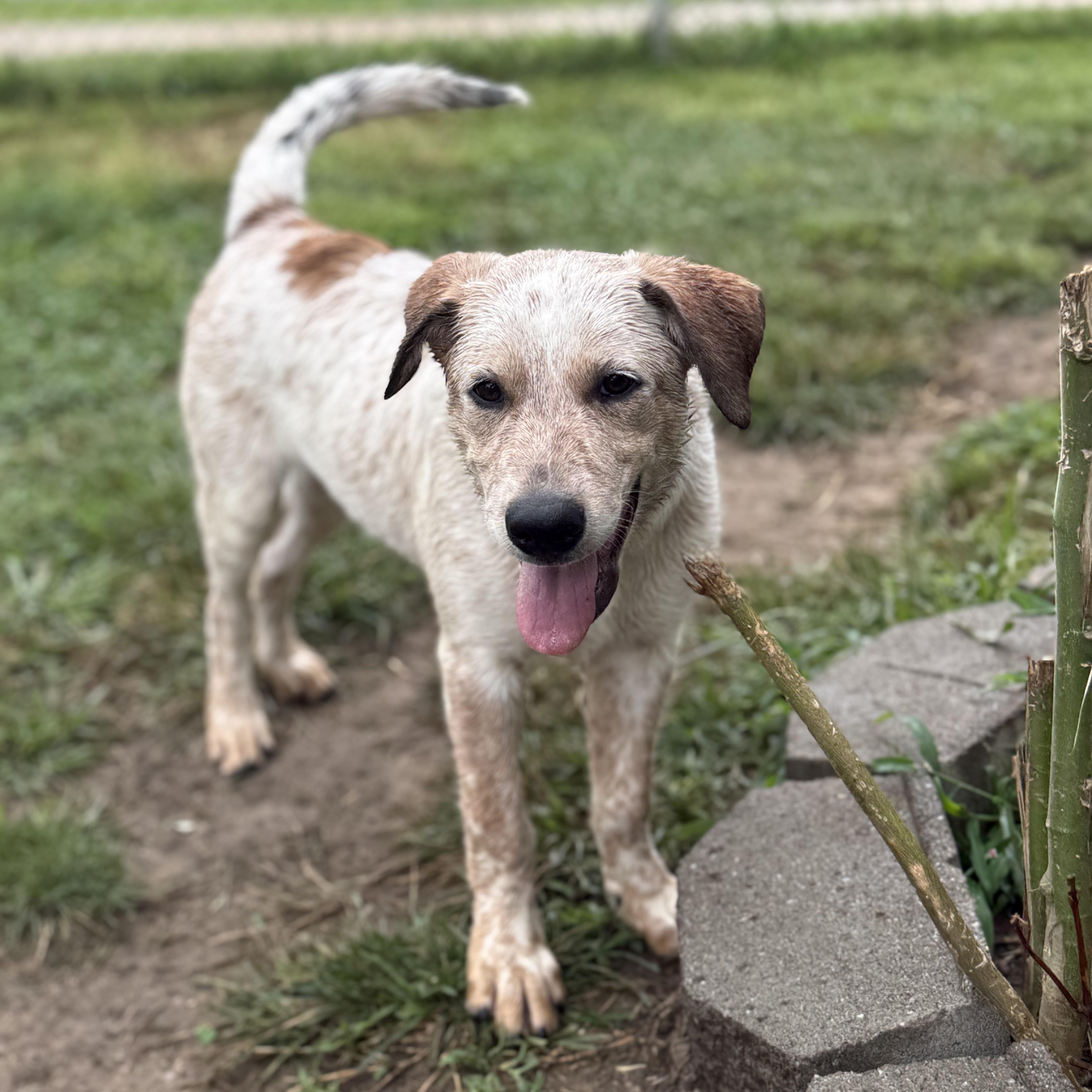 Enlarge Biscuit - DNA results are in, a Adoptable mixed breed in Glenolden, PA image 5/6