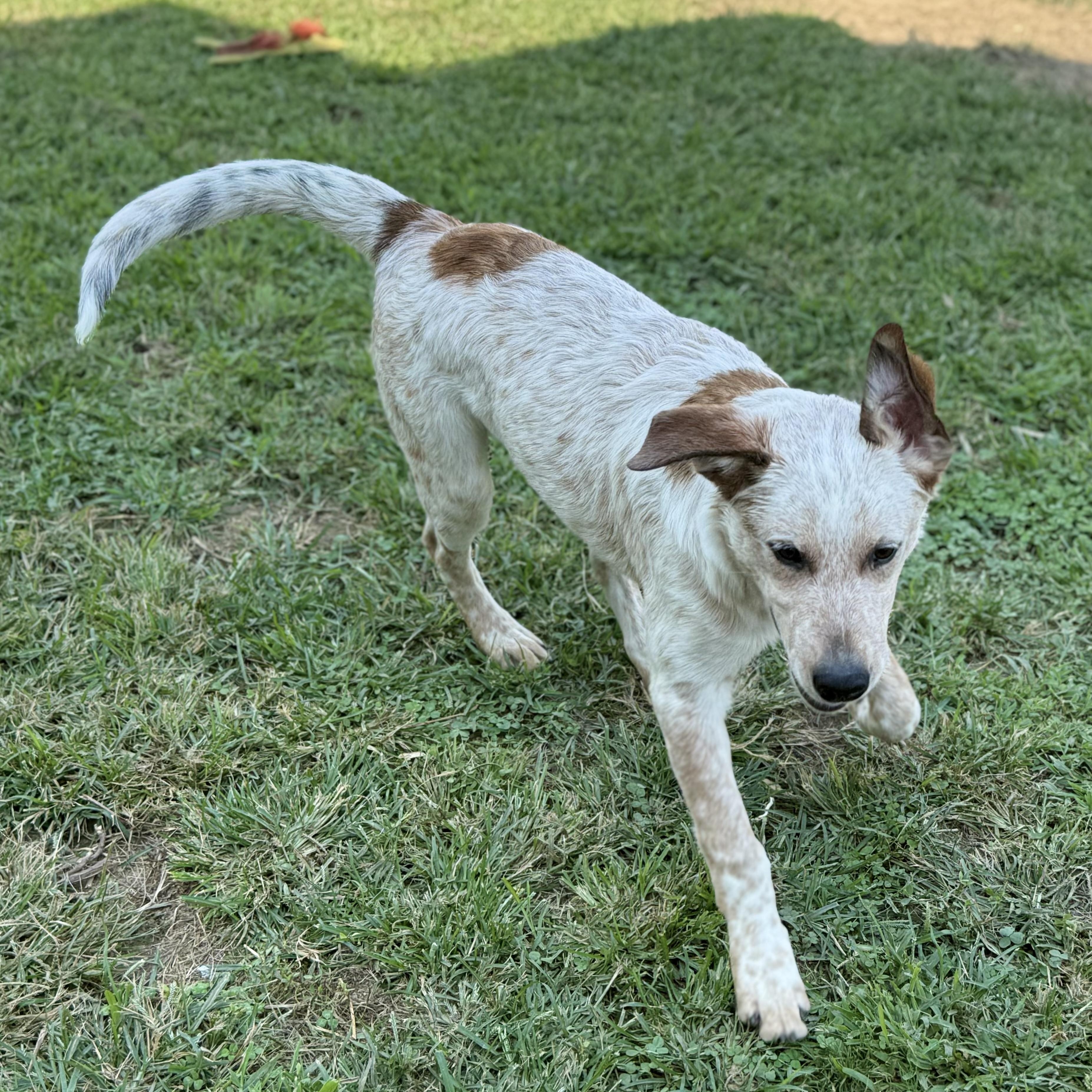 Enlarge Biscuit - DNA results are in, a Adoptable mixed breed in Glenolden, PA image 3/6