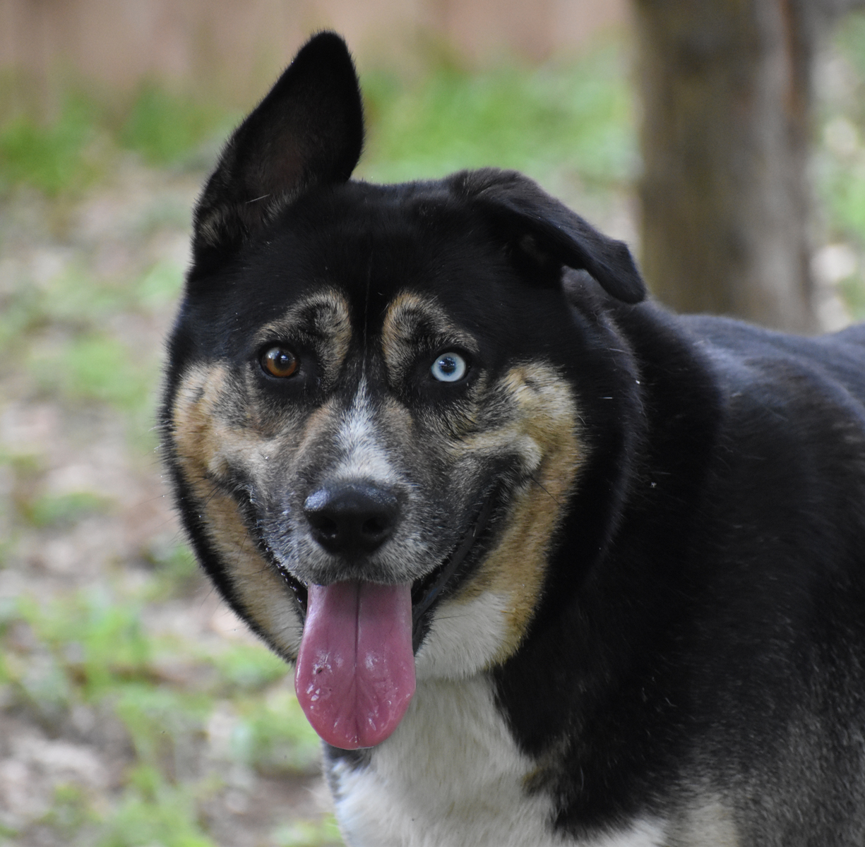 Milo, a Adoptable mixed breed in Georgetown, TX image 1/6