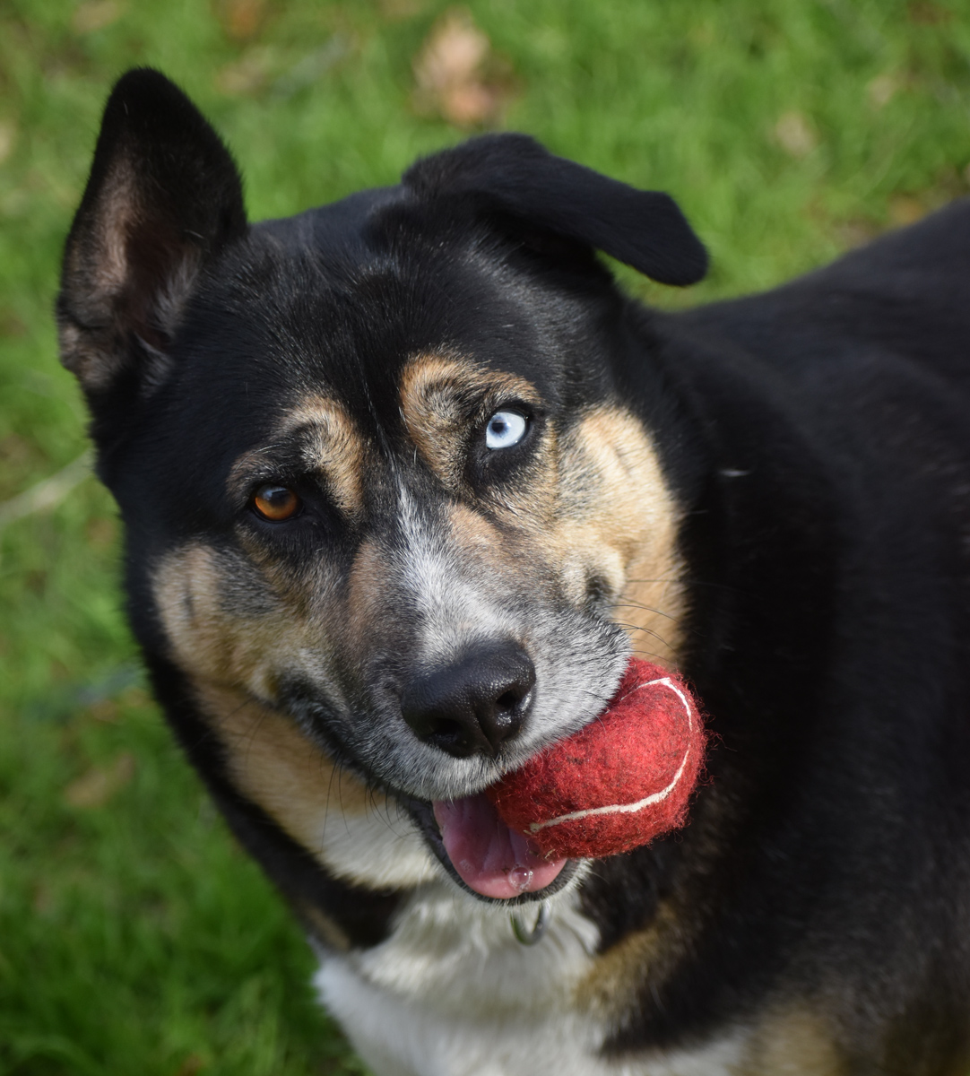 Milo, a Adoptable mixed breed in Georgetown, TX image 4/6