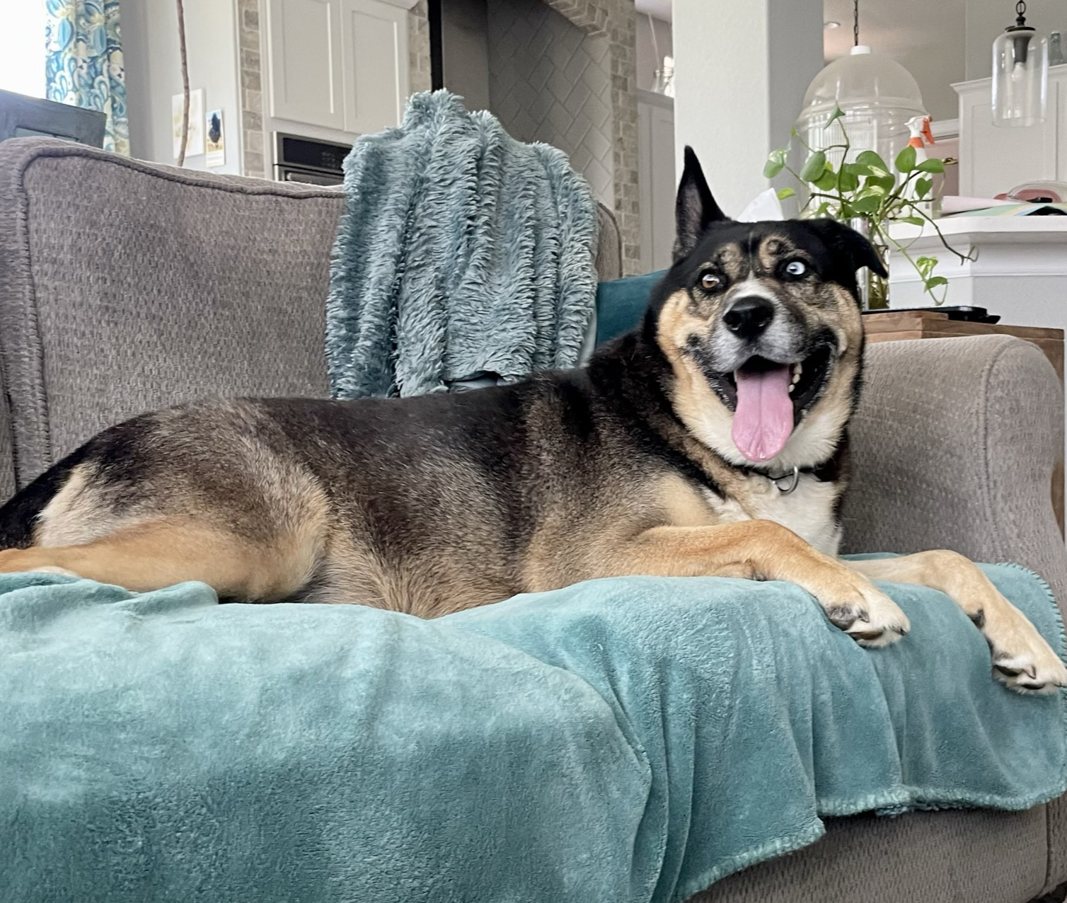 Milo, a Adoptable mixed breed in Georgetown, TX image 2/6