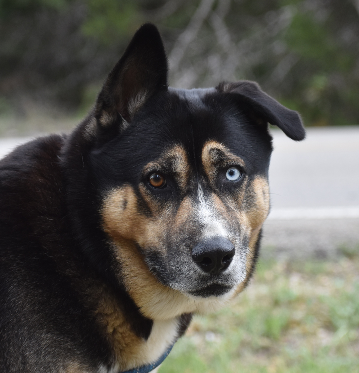 Milo, a Adoptable mixed breed in Georgetown, TX image 3/6