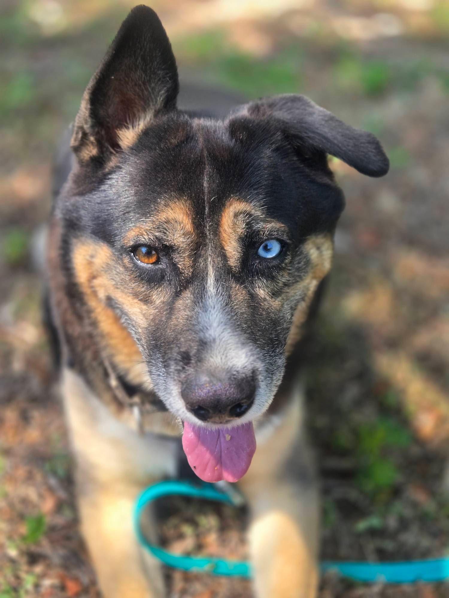 Milo, a Adoptable mixed breed in Georgetown, TX image 5/6