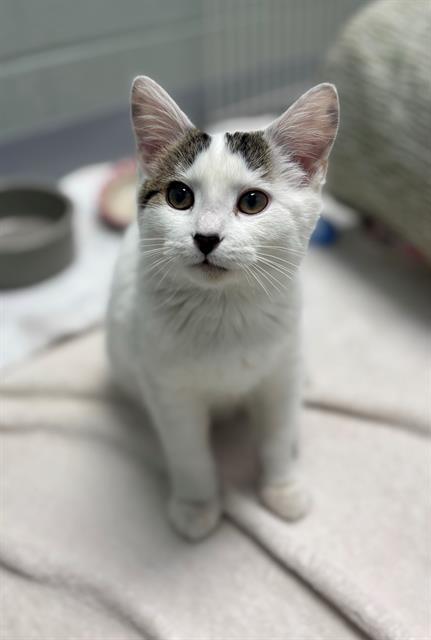 MOTHMAN, Adoptable, Kitten Male Domestic Short Hair.