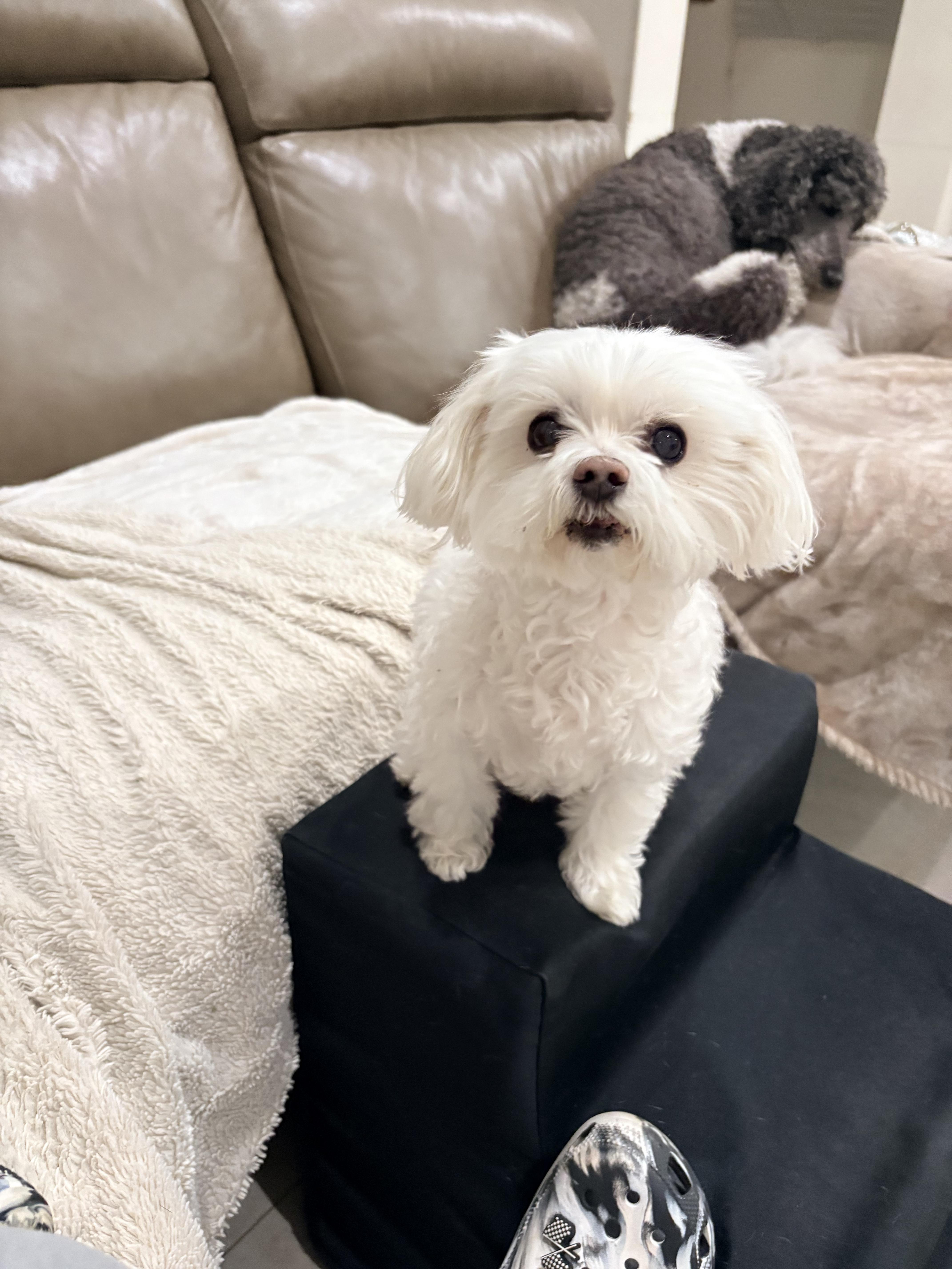 Enlarge Jazzy, a ADOPTABLE Maltipoo in Hialeah, FL image 1/1