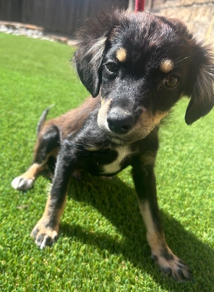 SHELTON, an adopted Miniature Pinscher Mix in Dallas, TX_image-1
