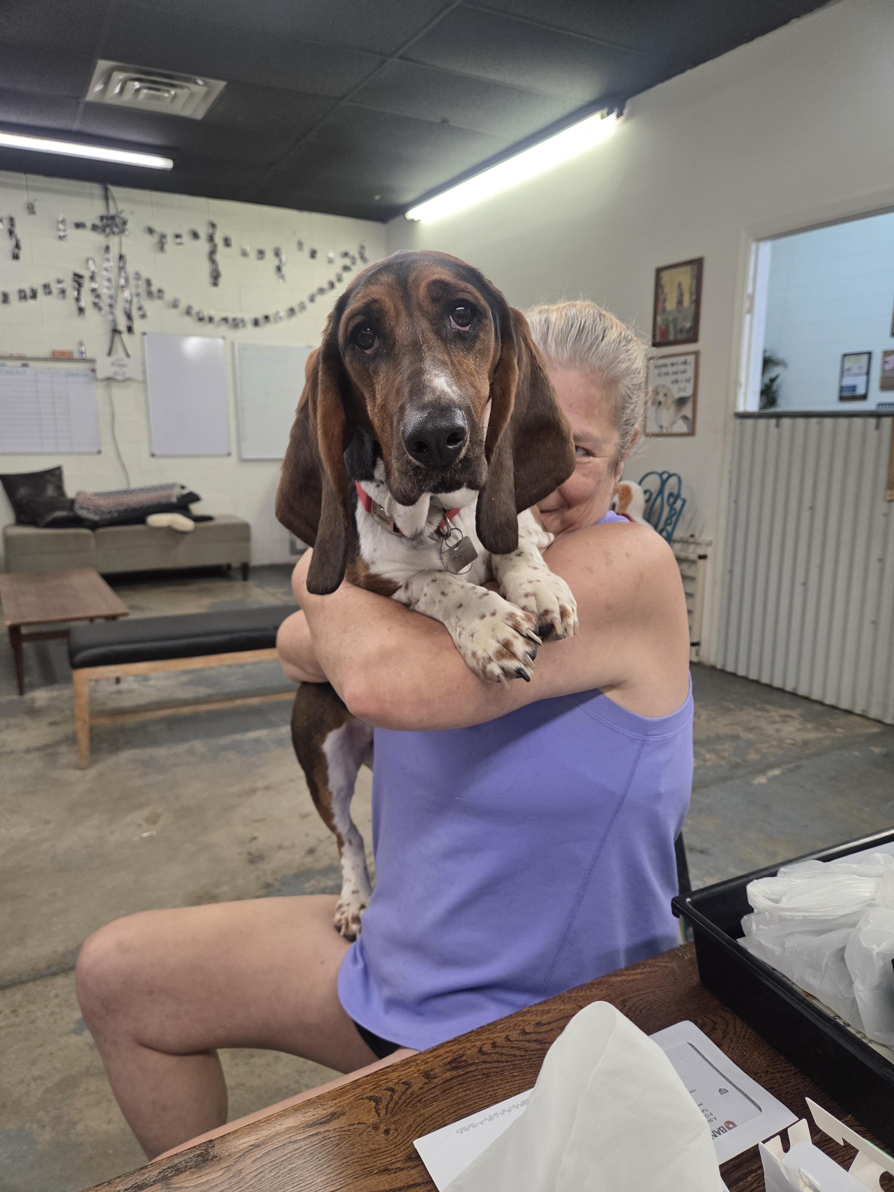 Sadie Sue, Adopted, Young Female Basset Hound.