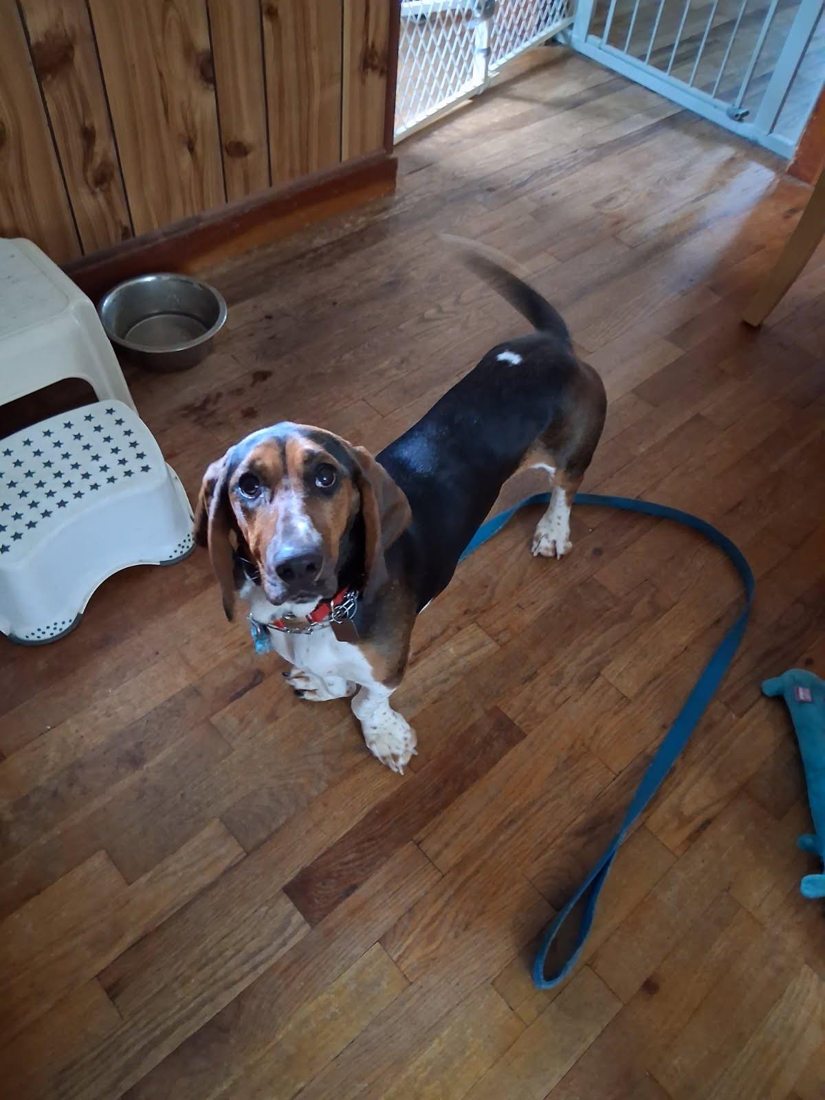 Enlarge Sadie Sue, a Adopted Basset Hound in TULSA, OK image 2/5