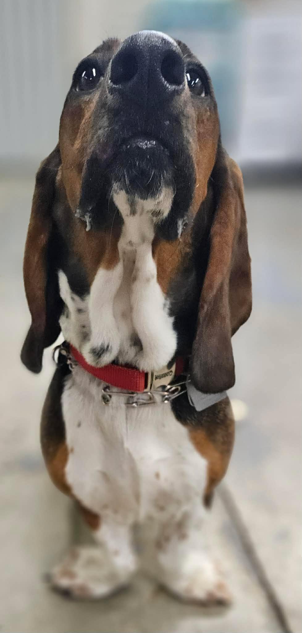 Enlarge Sadie Sue, a Adopted Basset Hound in TULSA, OK image 3/5