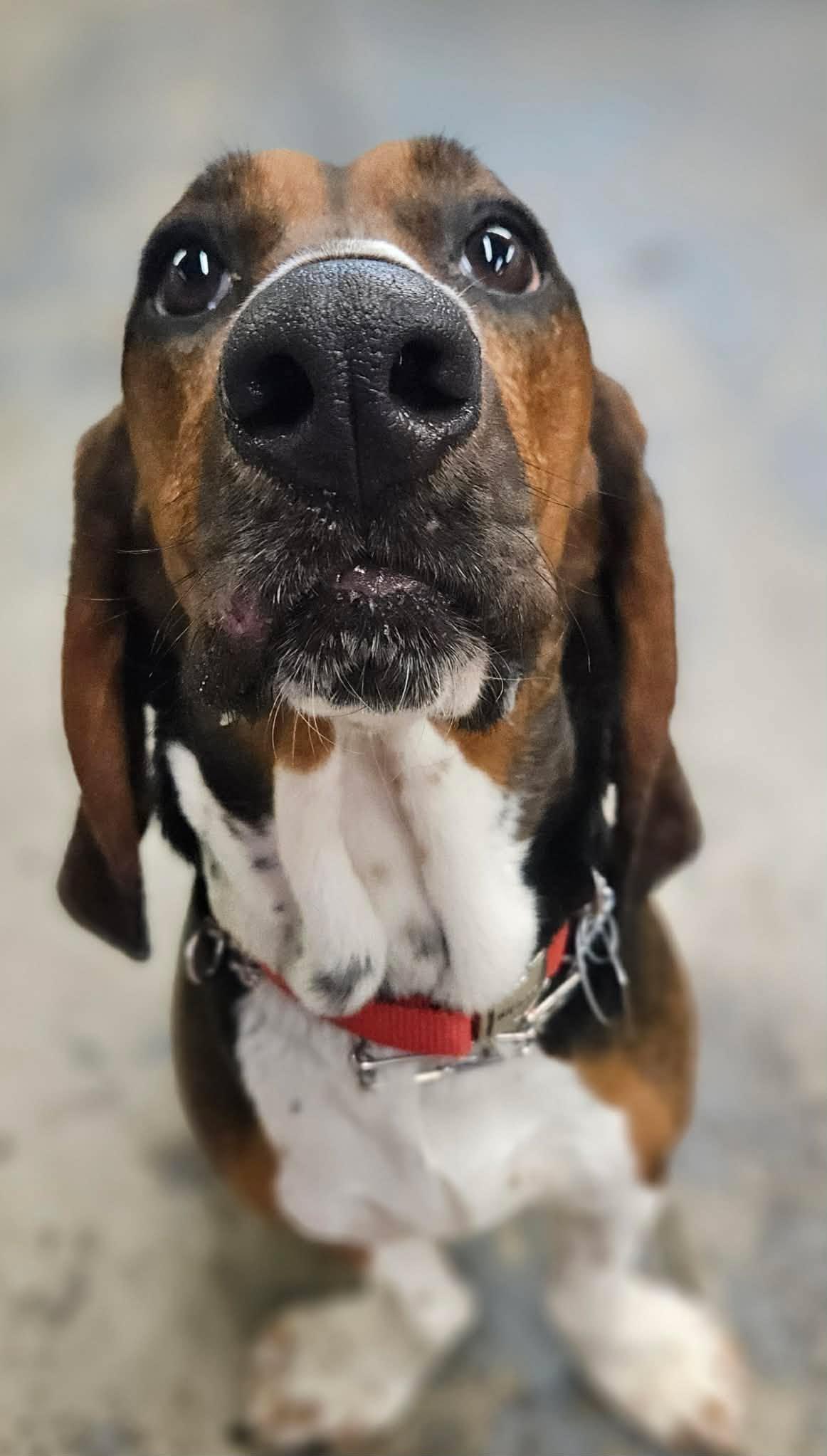 Enlarge Sadie Sue, a Adopted Basset Hound in TULSA, OK image 4/5