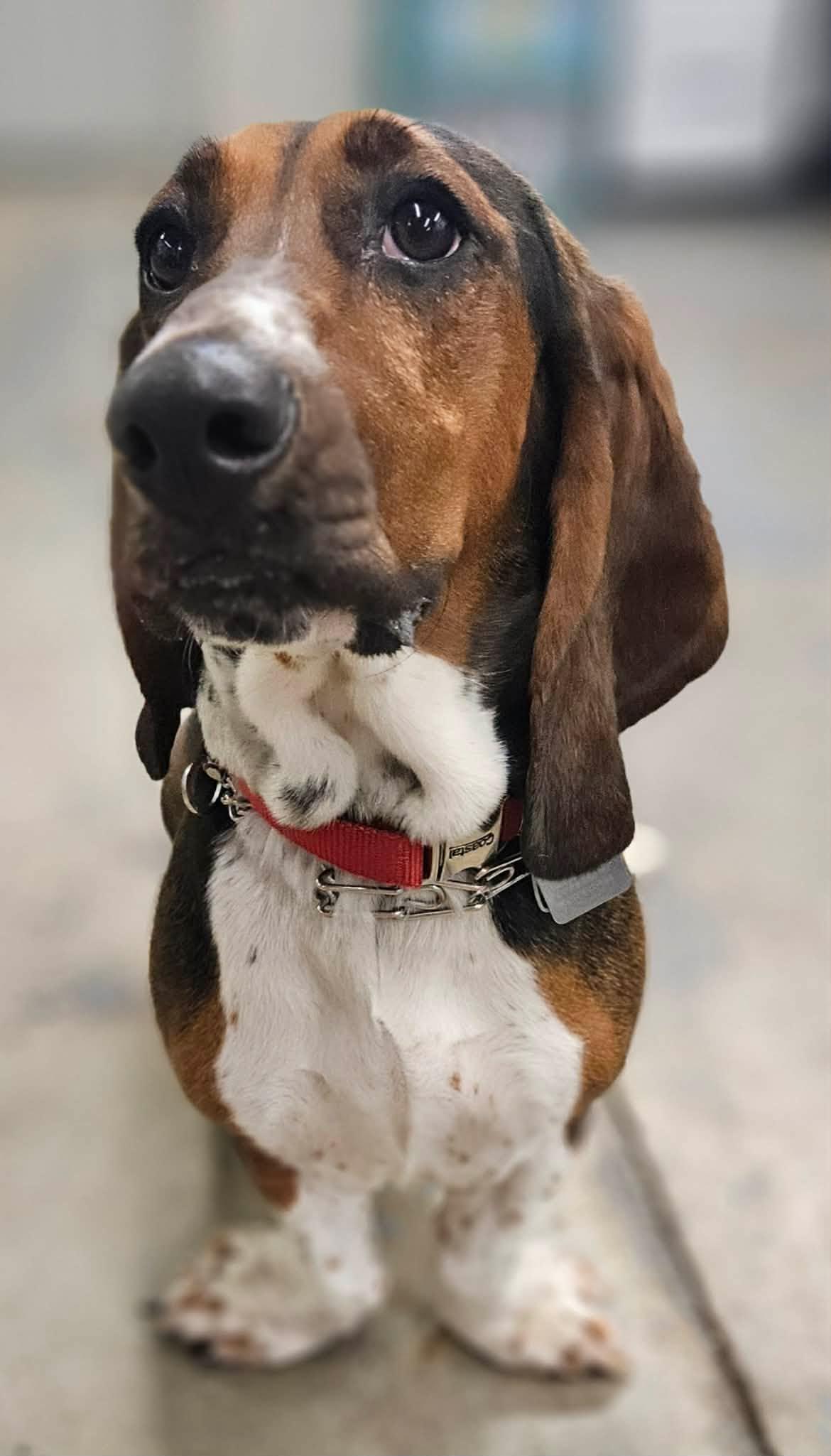 Enlarge Sadie Sue, a Adopted Basset Hound in TULSA, OK image 5/5