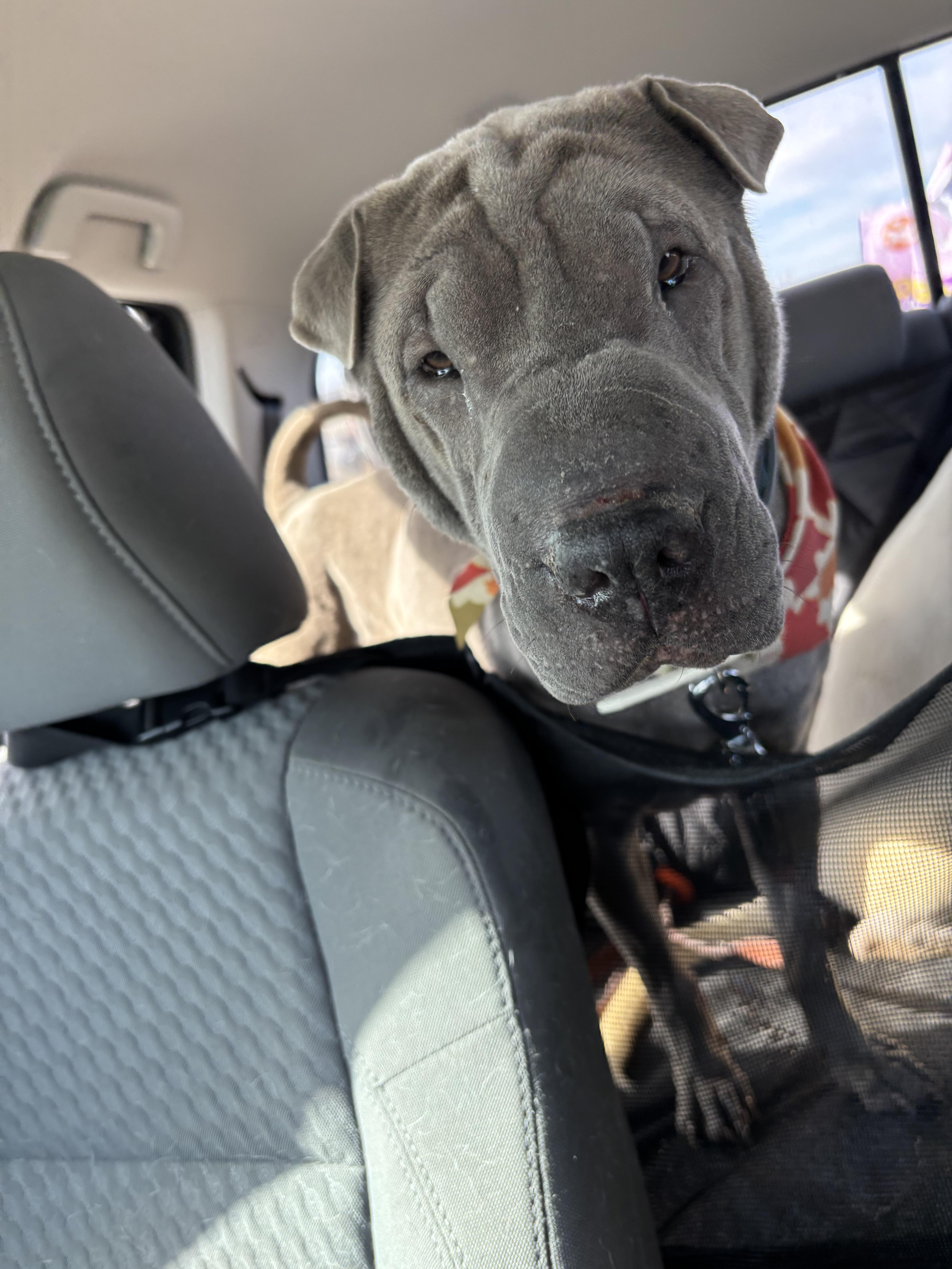 Enlarge Lina, a Adoptable Shar-Pei in Athens, TX image 3/6