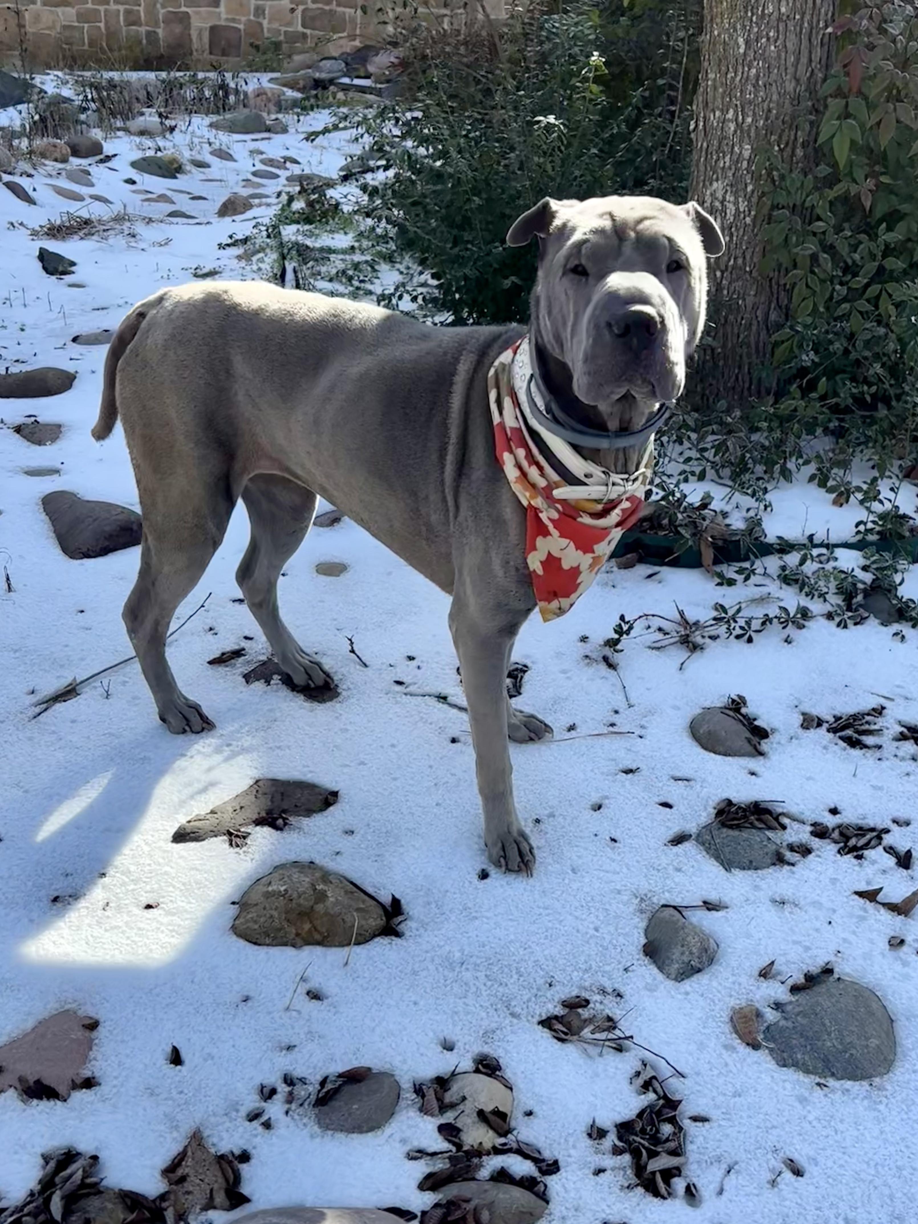 Enlarge Lina, a Adoptable Shar-Pei in Athens, TX image 6/6