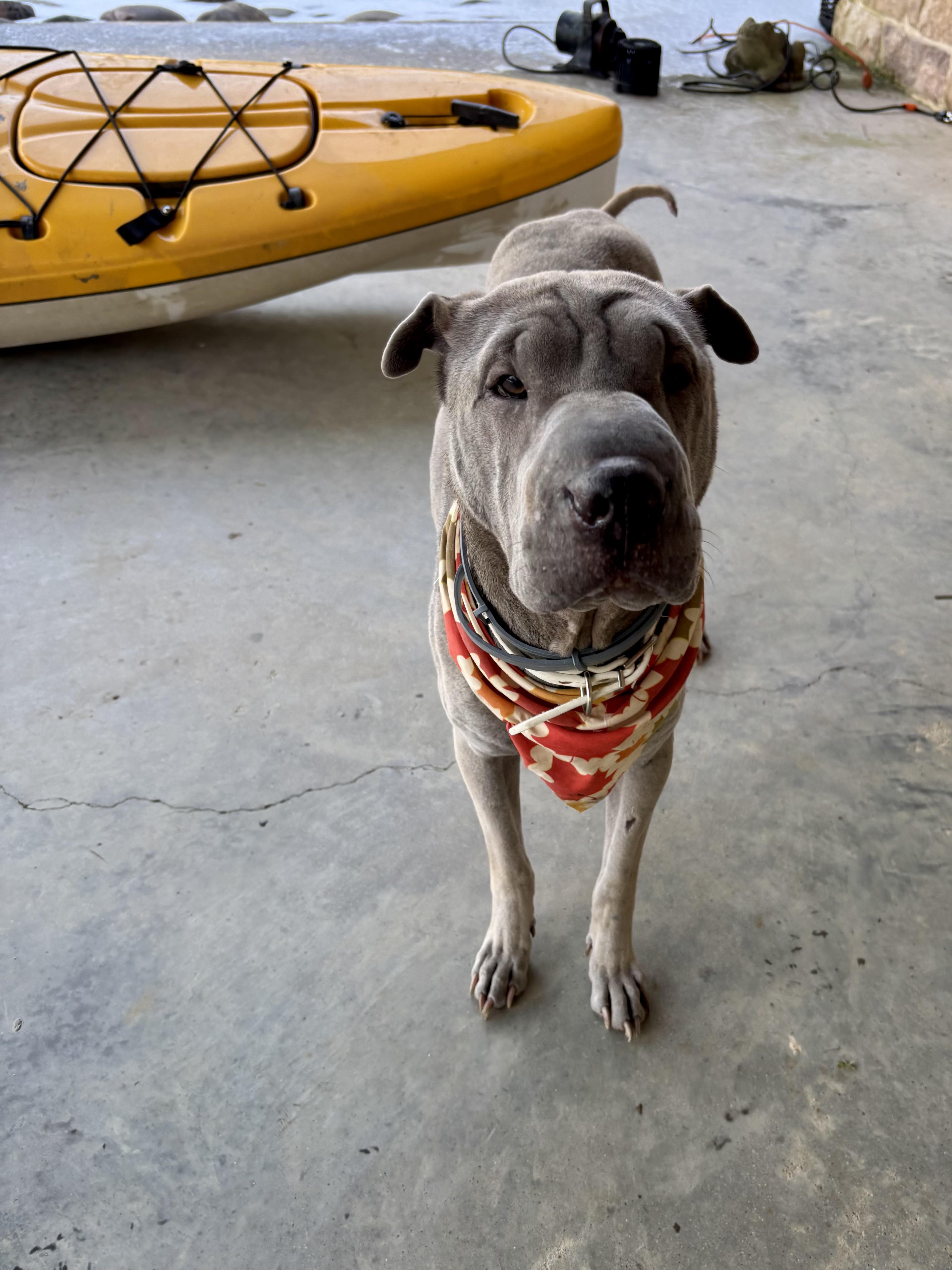 Enlarge Lina, a Adoptable Shar-Pei in Athens, TX image 2/6