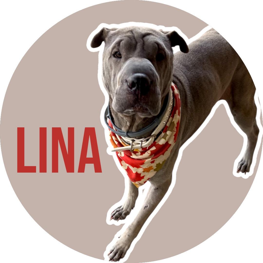 Enlarge Lina, a Adoptable Shar-Pei in Athens, TX image 1/6