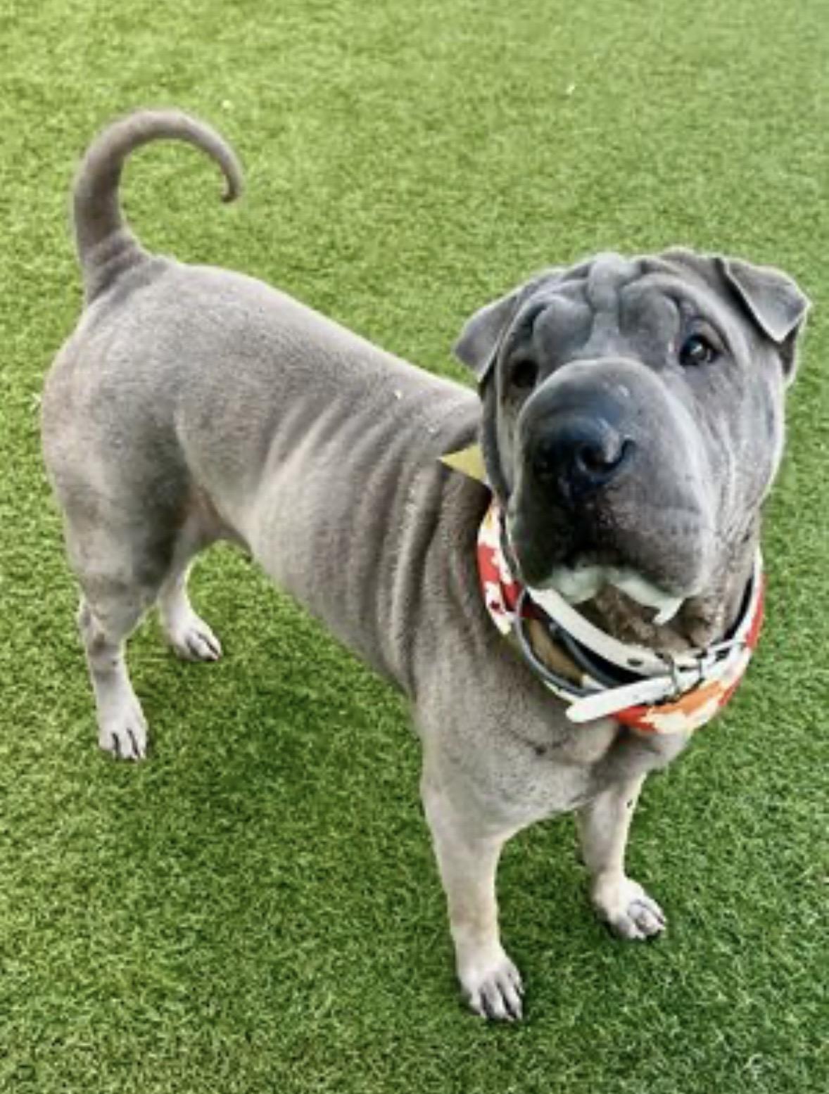 Enlarge Lina, a Adoptable Shar-Pei in Athens, TX image 4/6
