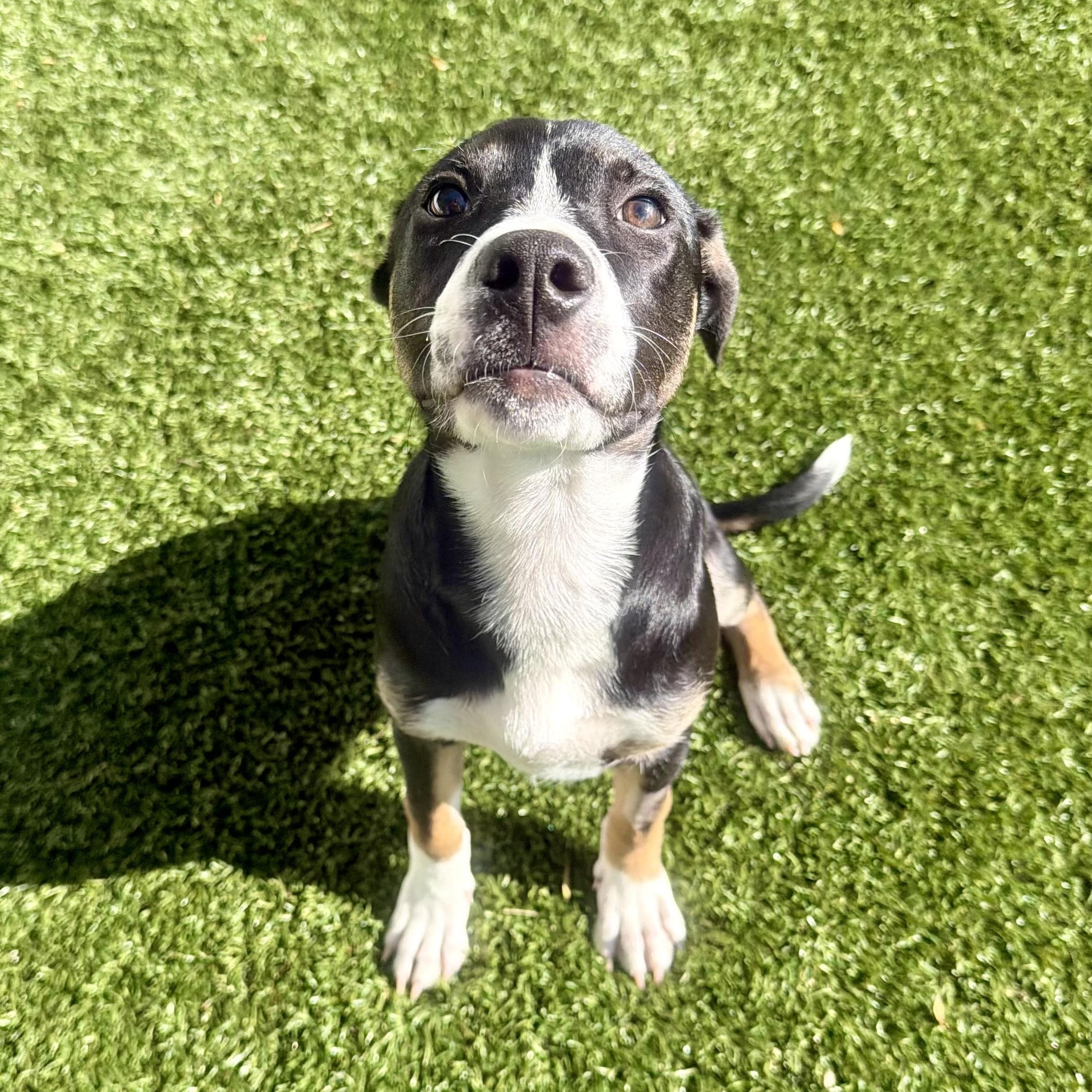 DUCKIE, ADOPTABLE, Puppy Female Hound.