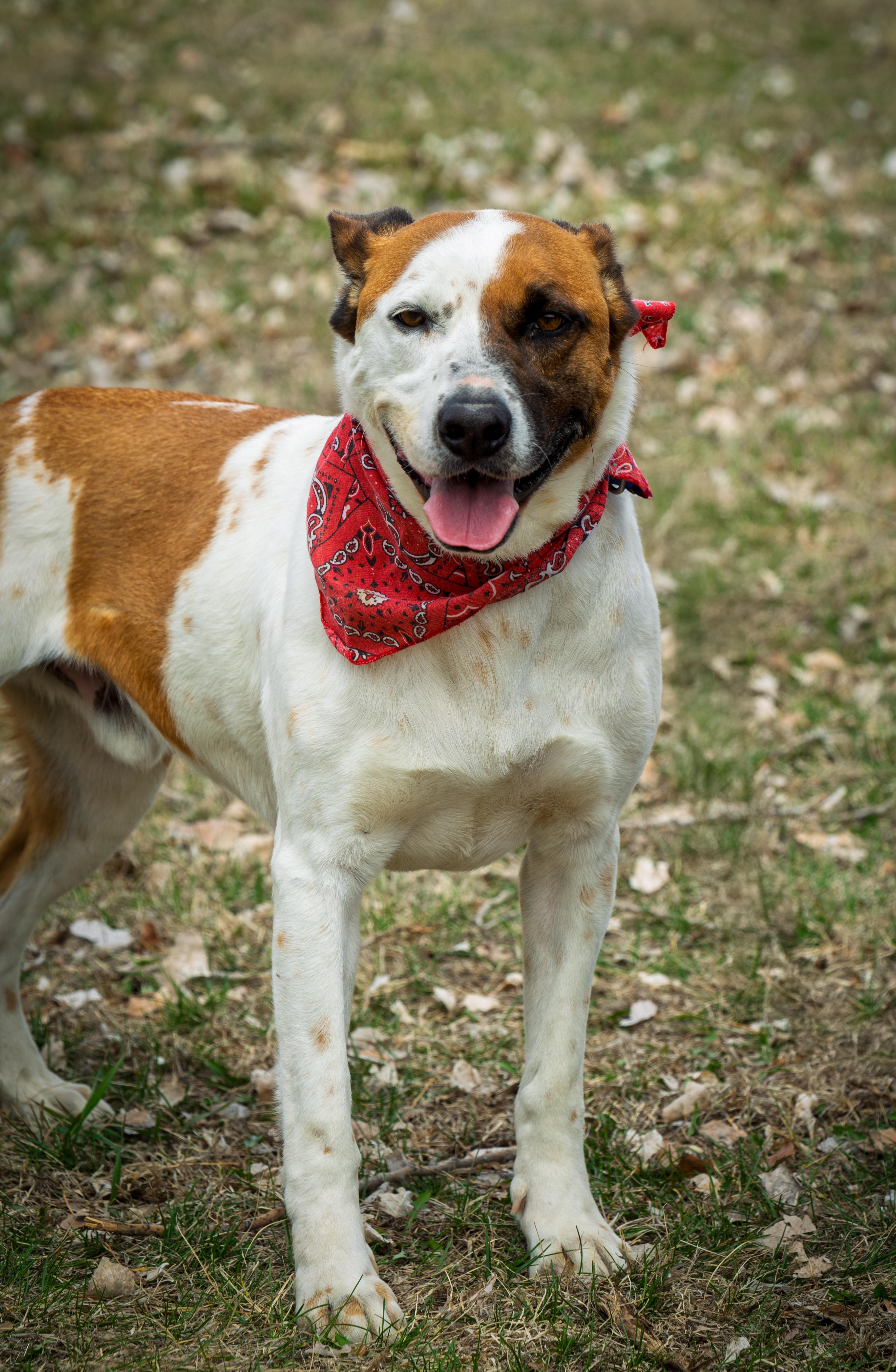 Enlarge Lester, a Adoptable Mixed Breed in Auburn, NE image 3/4