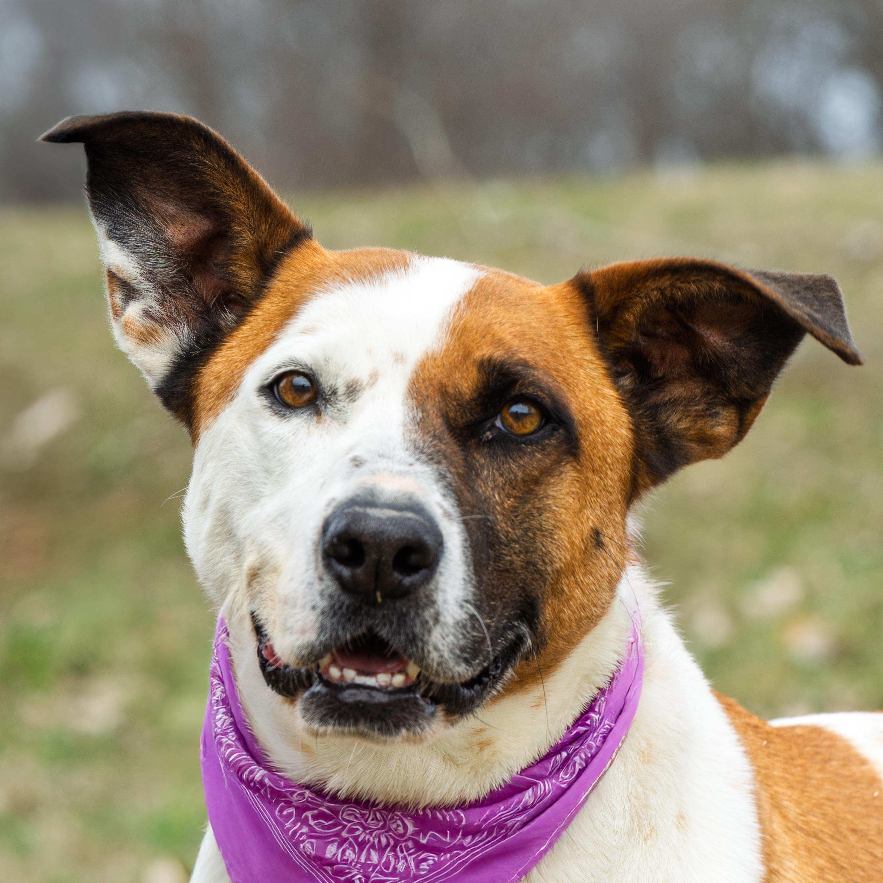 Enlarge Lester, a Adoptable Mixed Breed in Auburn, NE image 1/4